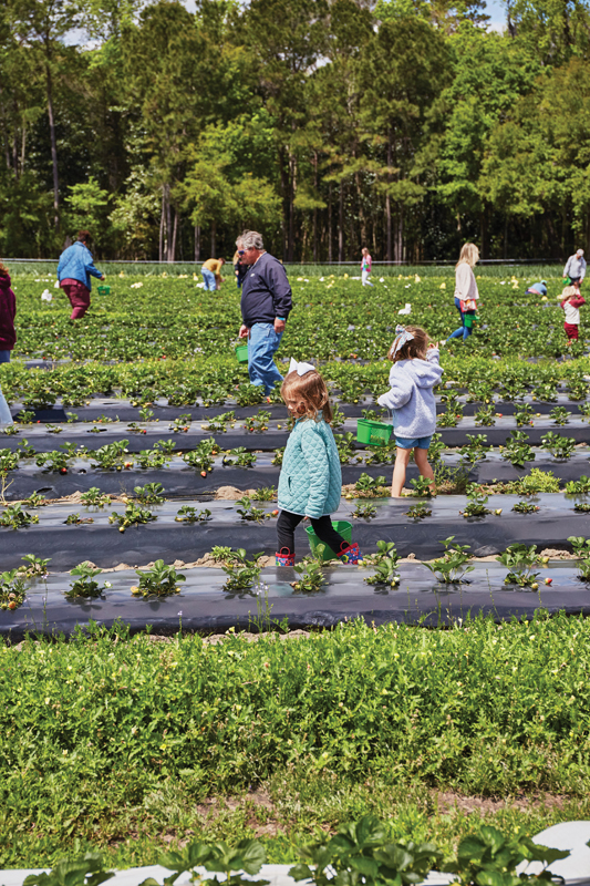 Heart & Soil Celebrate strawberry season at these Lowcountry Upick